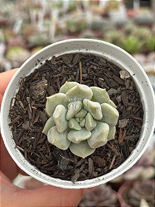 Echeveria peony