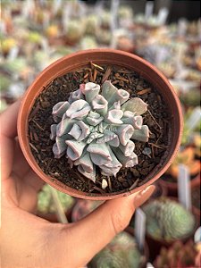 Echeveria pig nose