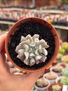Echeveria pig nose