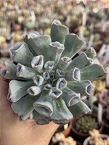 Echeveria pig nose