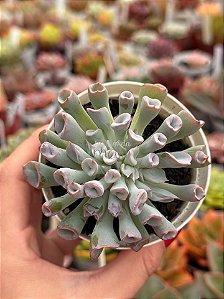 Echeveria pig nose