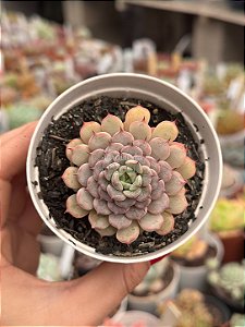 Echeveria giulia