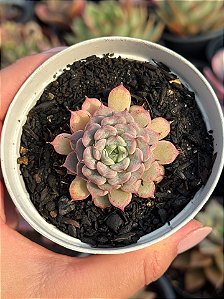 Echeveria giulia