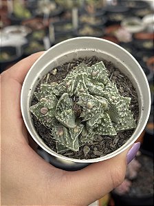 Faucaria tuberculosa monstruosa