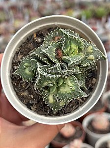 Faucaria tuberculosa monstruosa