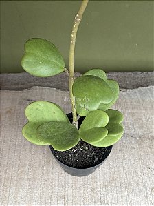Hoya kerrii