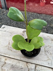 Hoya kerrii