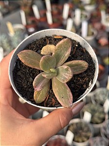 Echeveria berserk