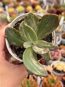 Echeveria berserk