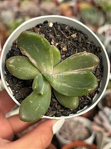 Echeveria berserk