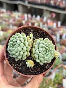 Echeveria butterball (colônia)