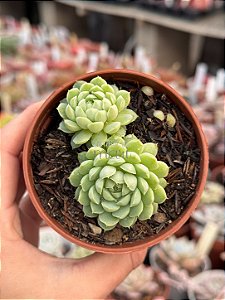 Echeveria butterball