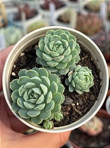 Echeveria butterball