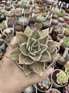 Echeveria ‘jade star’ variegata