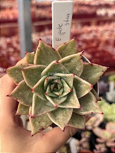 Echeveria ‘jade star’ variegata