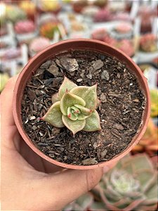 Echeveria ‘jade star’ variegata
