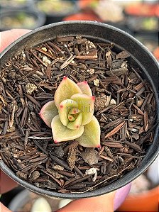 Echeveria ‘jade star’ variegata