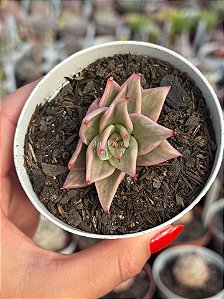 Echeveria ‘jade star’ variegata