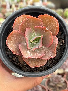 Echeveria can can importada