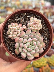 Echeveria cute bean