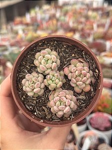 Echeveria cute bean