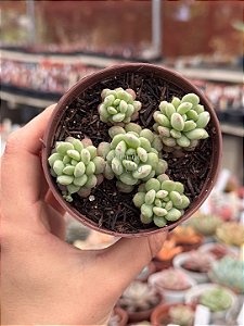 Echeveria cute bean