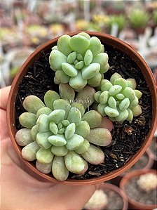 Echeveria cute bean