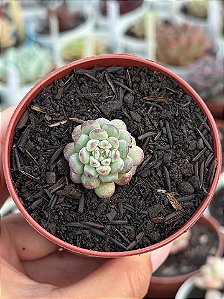 Echeveria cute bean