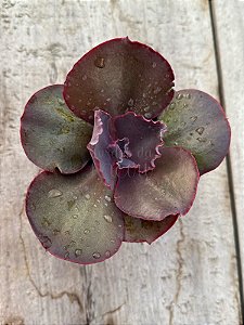 Echeveria ‘true love’