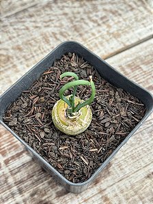 Albuca spiralis G