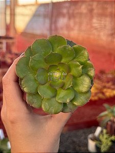 Aeonium tsavorite