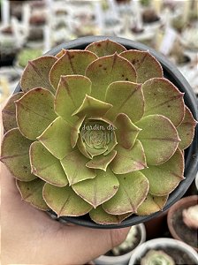 Aeonium tsavorite