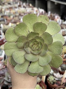 Aeonium tsavorite