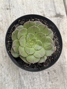 Aeonium tsavorite