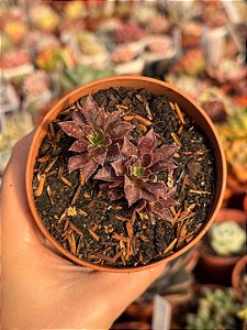 Aeonium firecracker