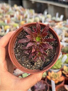 Aeonium firecracker