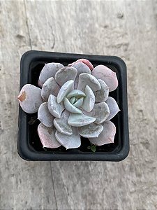 Echeveria cally argentea