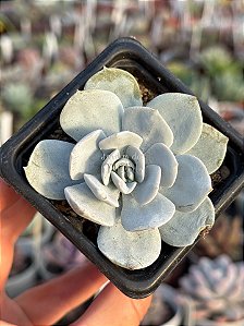 Echeveria cally argentea