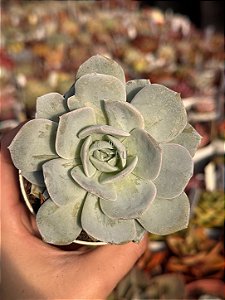Echeveria cally argentea