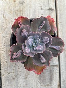 Echeveria volcan doux MATRIZ