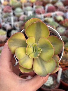 Echeveria suyon variegata (importada) sem raiz