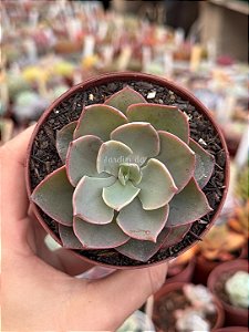 Echeveria lavender girl