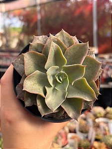 Echeveria lavender girl
