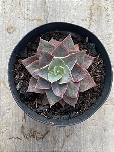 Echeveria lavander girl
