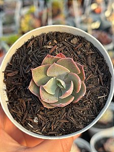 Echeveria lavender girl