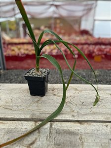 Albuca bracteata