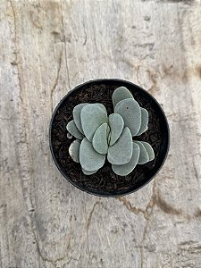 Crassula morgan’s beauty