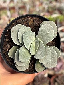 Crassula morgan’s beauty