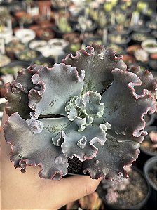 Echeveria kilauea G (sem raiz)