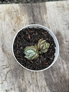 Crassula ivory pagoda